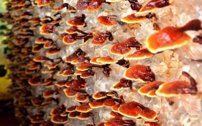 Reishi Mantarı Nedir?